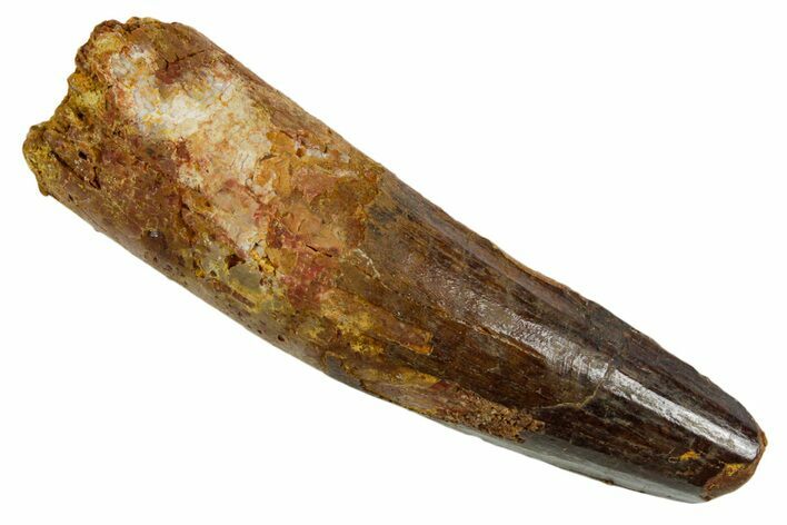 Real Fossil Spinosaurus Tooth - Feeding Worn Tip #346925
